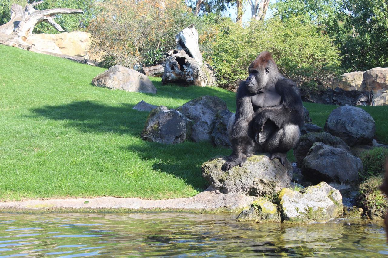 ¿Merece la pena visitar Bioparc? ¿Merece la pena visitar Bioparc?