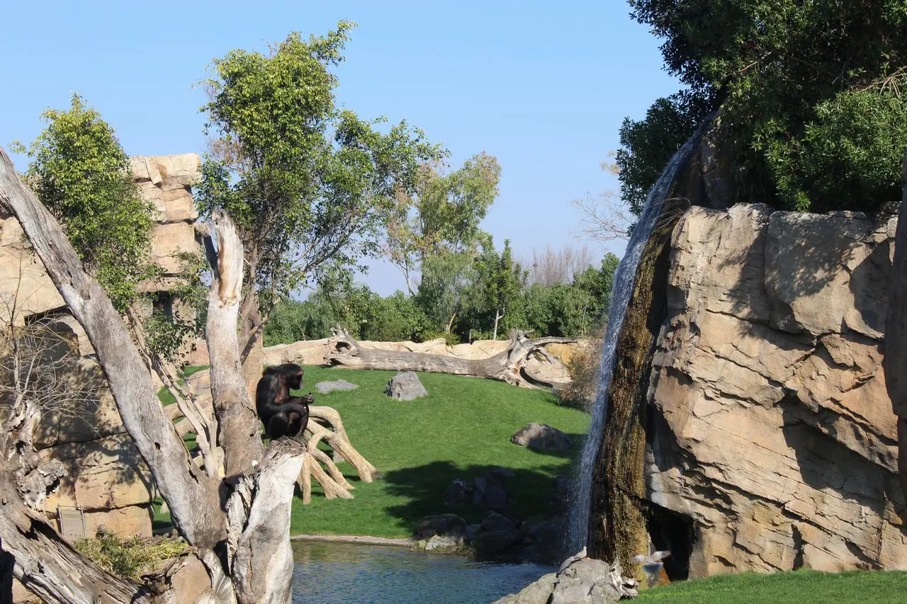 Bioparc Valencia opiniones. Bioparc Valencia opiniones.