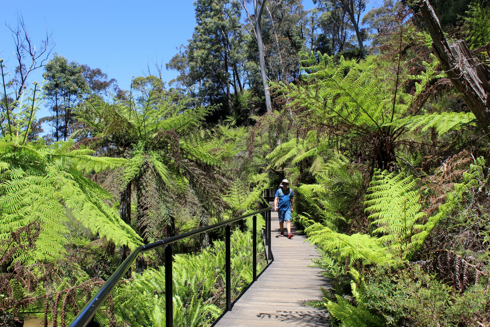Vegetación en las montañas azules de Australia. Vegetación en las montañas azules de Australia.