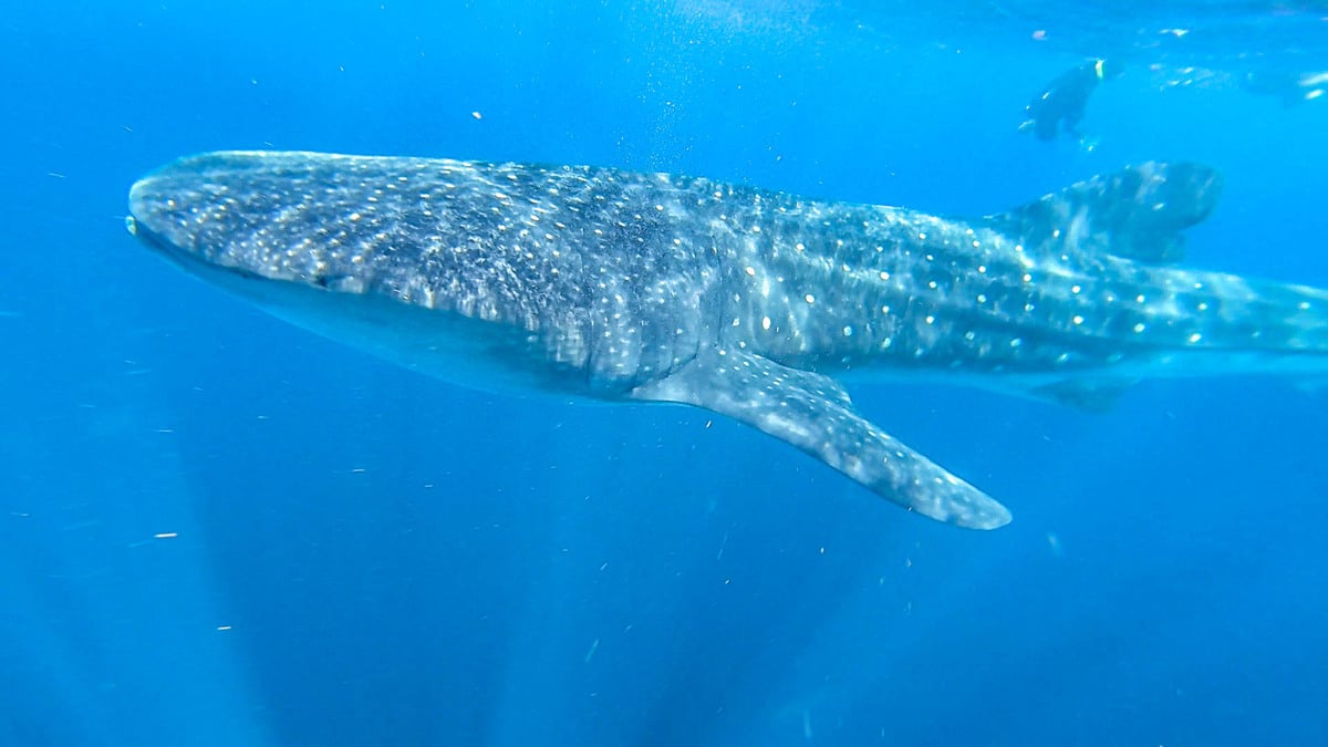 Qué ver en Holbox. El tiburón ballena Qué ver en Holbox. El tiburón ballena