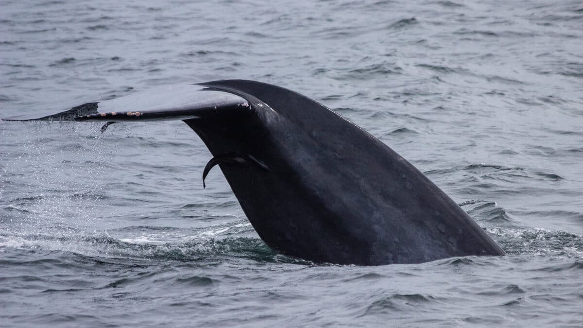 ballena azul
