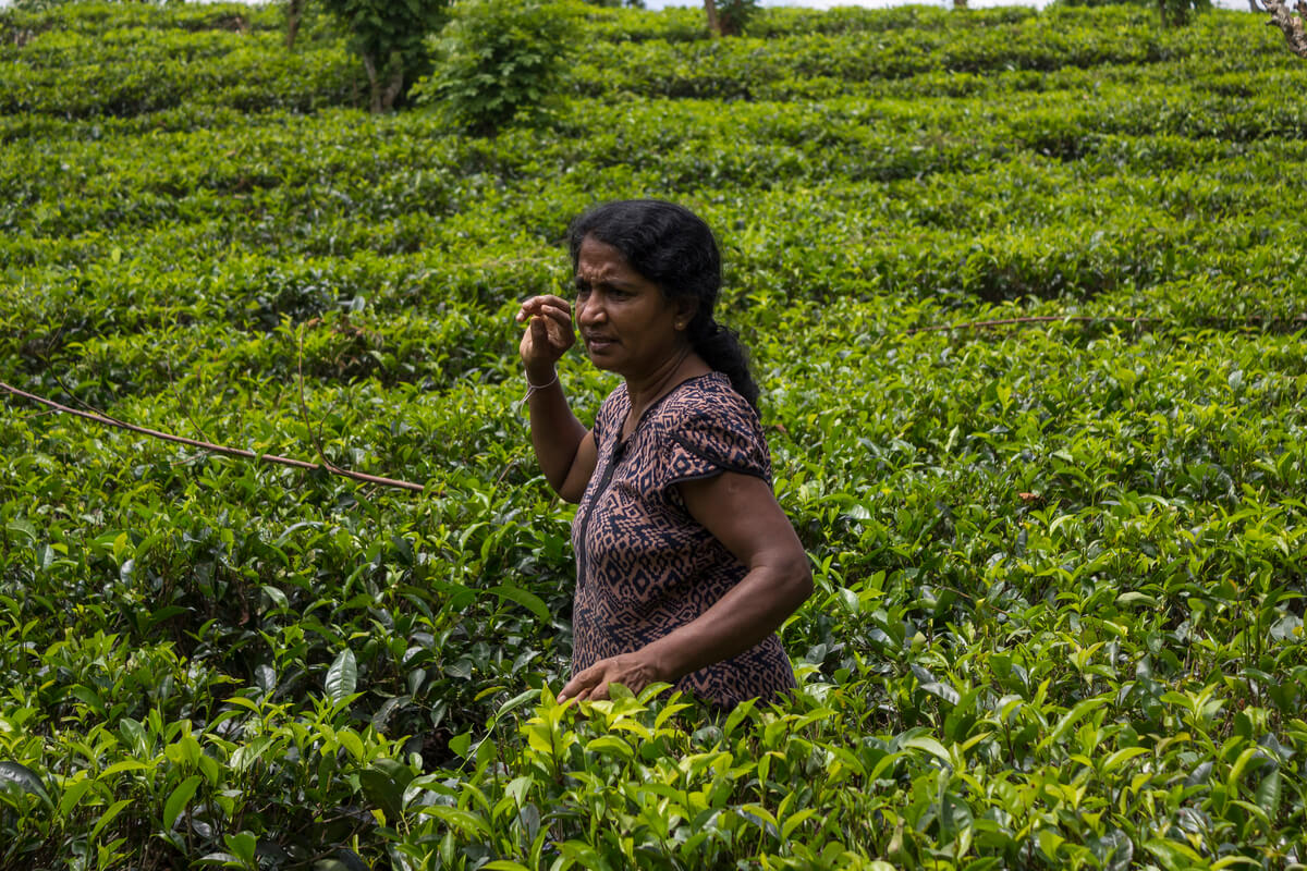 campos de té sri lanka