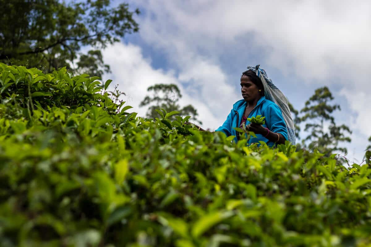 tea plucker campos de té sri lanka
