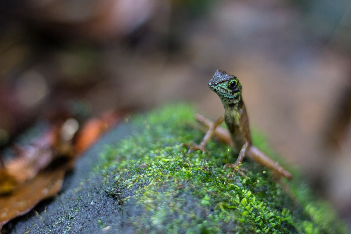 sinharaja rainforest sri lanka