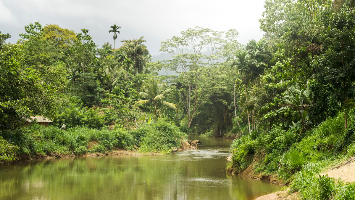 paisaje bosque tropical sri lanka