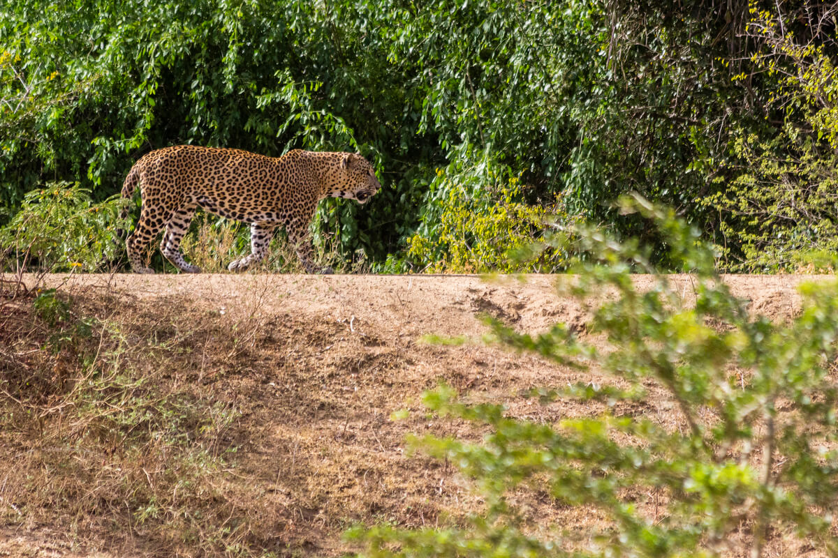 leopardo yala