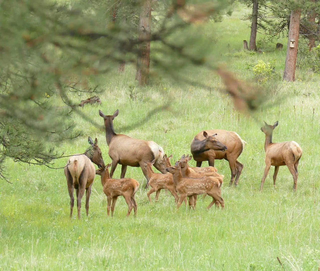 Elk colorado. sitios que visitar en Estados Unidos