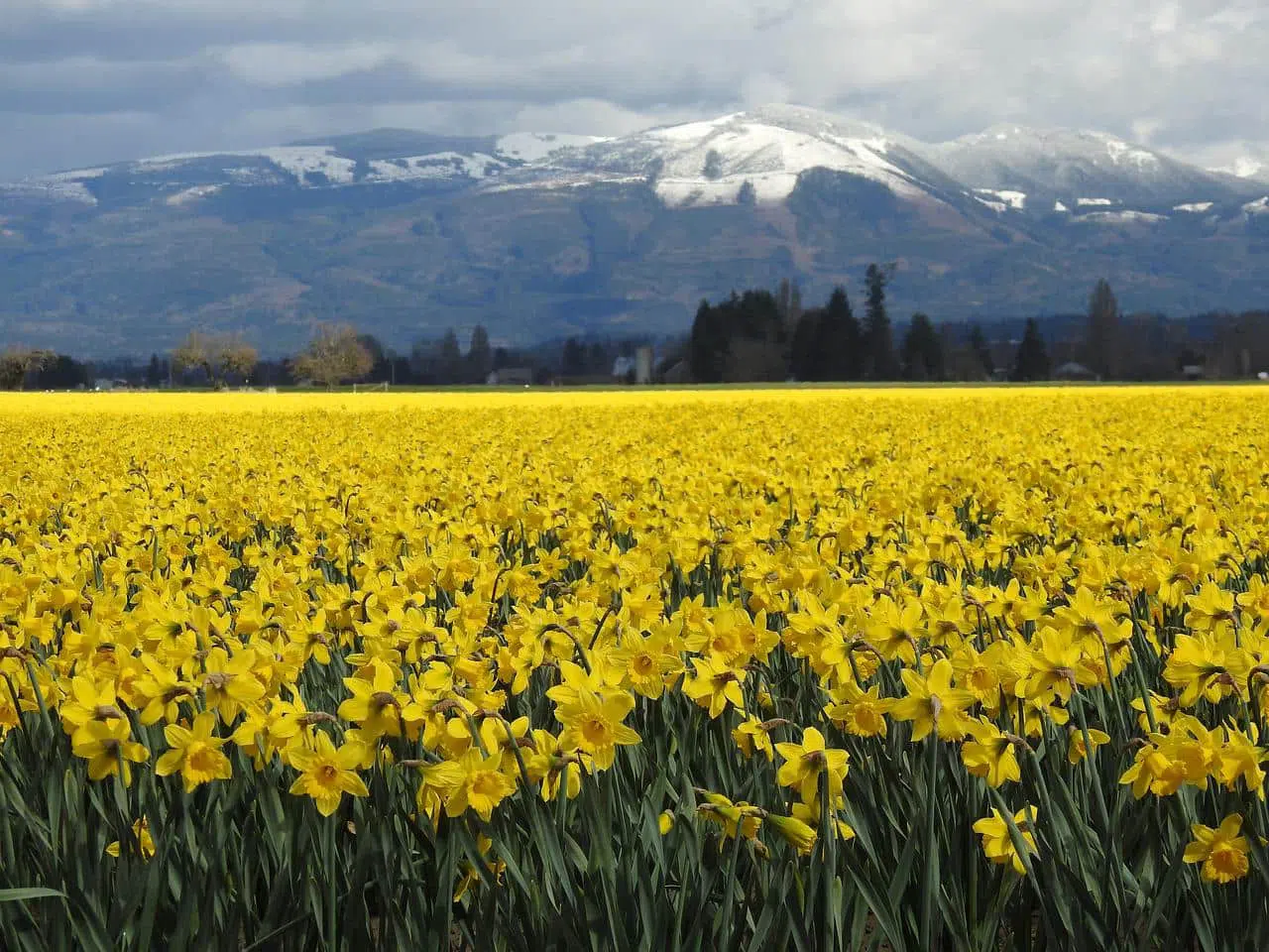 Flores, en este caso narcisos Washington (2)