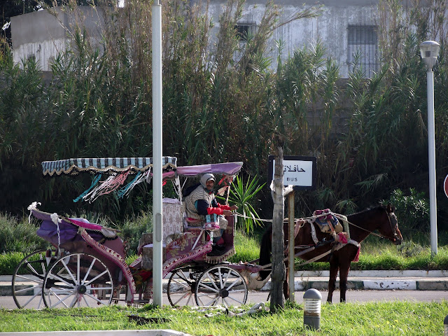 Taxi Caballo Asilah