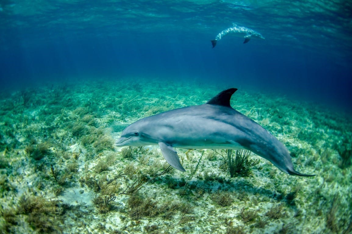 Avistar delfines. Excursiones con niños Mallorca.