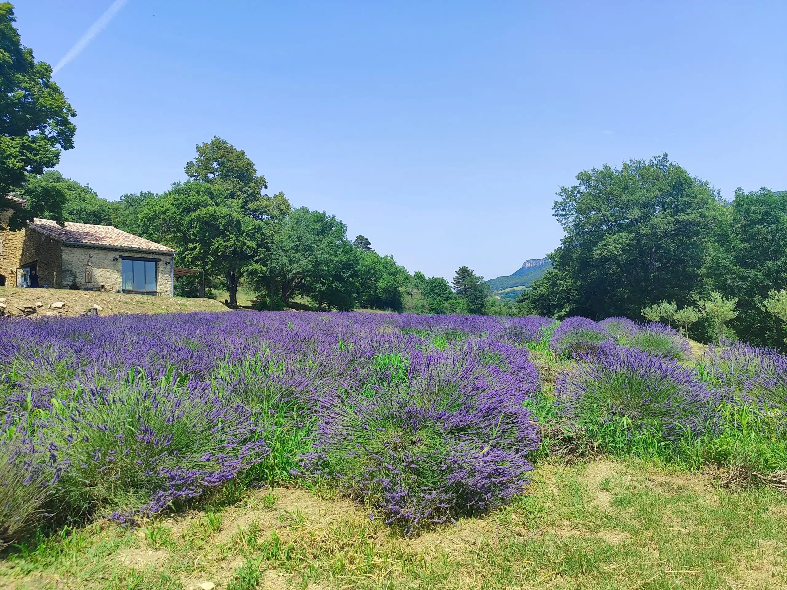 Floración campos lavanda